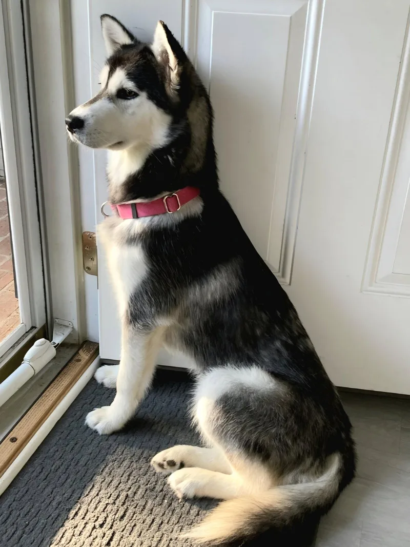 Zhuka