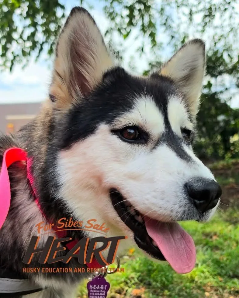 Zhuka thumbnail 3