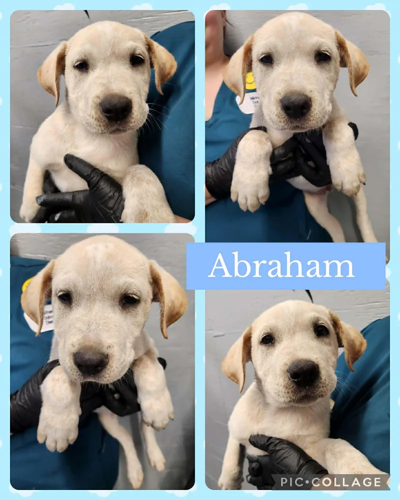 Abraham