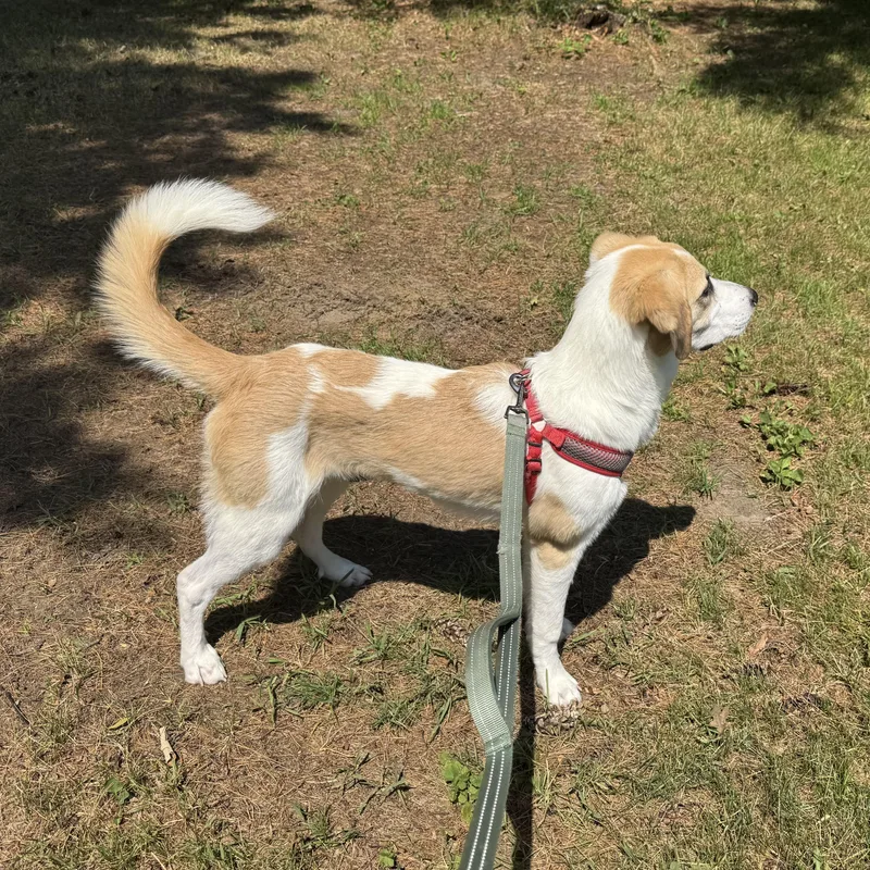 A young medium-sized female White / Cream American Foxhound dog named Tess for adoption in Prior Lake, MN