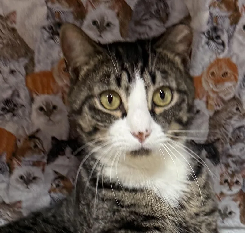 An adult large-sized male Tabby (Brown / Chocolate) Domestic Short Hair cat named Fancy Frank for adoption in Jackson, GA