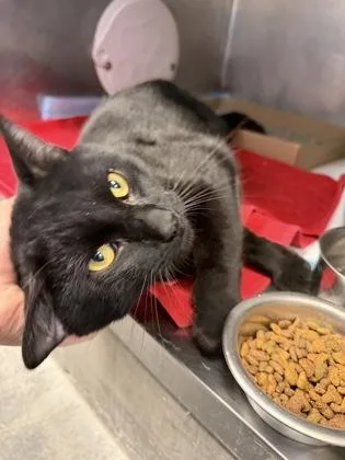 A young medium-sized male Black Domestic Short Hair cat named Stormi for adoption in Lafayette, IN