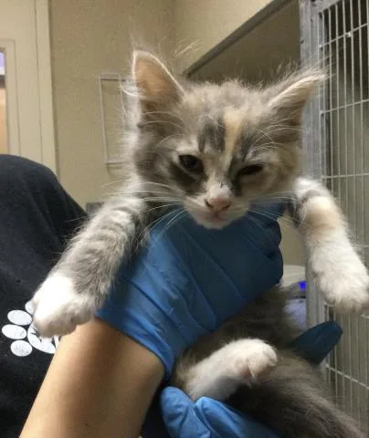A baby small-sized female Domestic Short Hair cat named Carmen for adoption in Riverside, CA