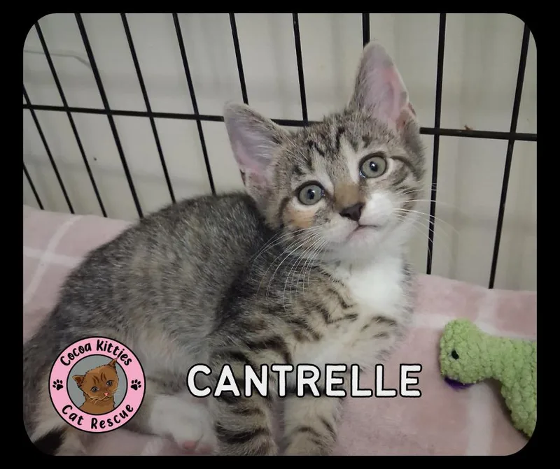 A baby small-sized female Domestic Short Hair cat named Cantrelle for adoption in Hershey, PA