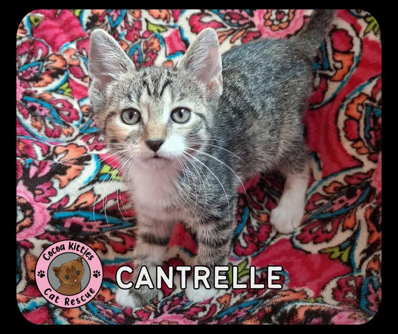Cantrelle thumbnail 2