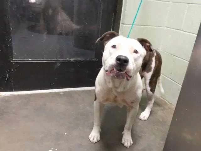 A young large-sized female Pit Bull Terrier dog named Happy for adoption in Tulsa, OK