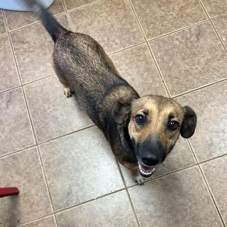 An adult medium-sized female Brown / Chocolate Cardigan Welsh Corgi dog named Reba for adoption in Madill, OK