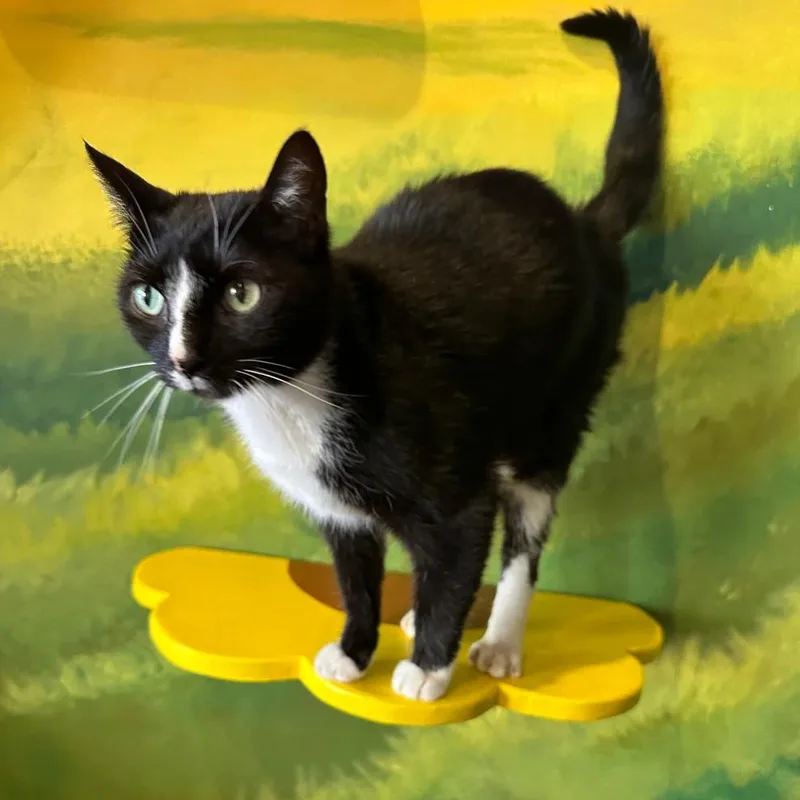 A senior medium-sized male Black & White / Tuxedo Domestic Short Hair cat named Bebo for adoption in Athens, GA