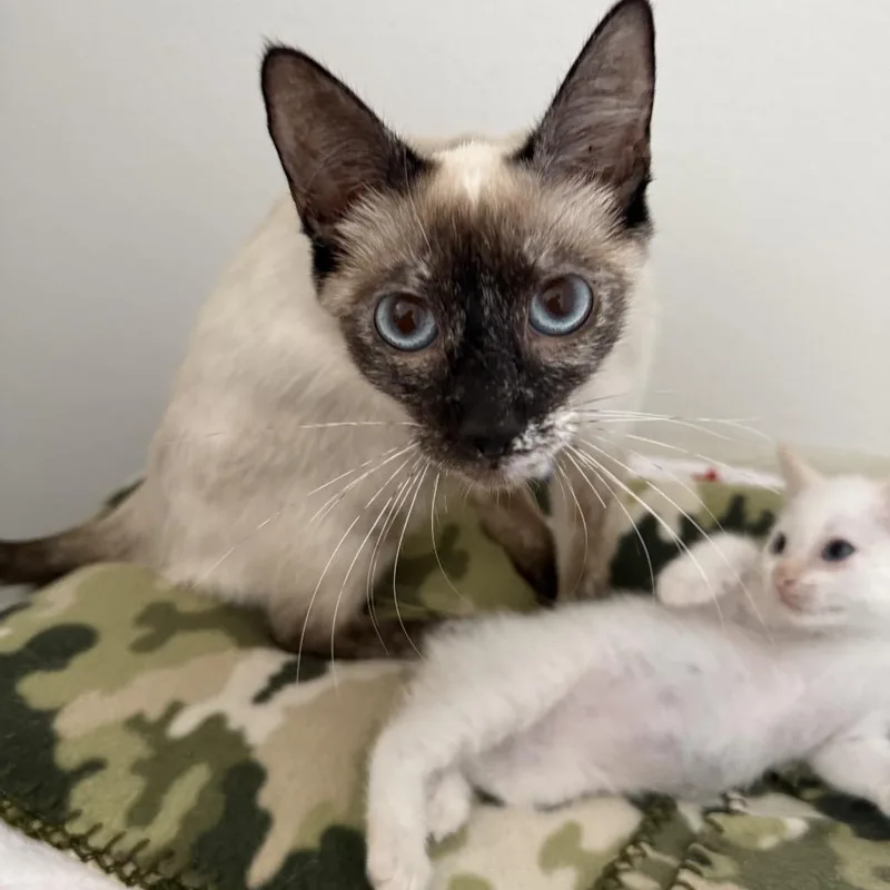A baby small-sized male White Domestic Short Hair cat named Snowball for adoption in Tustin, CA
