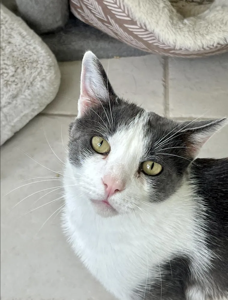 An adult large-sized male Gray & White Domestic Short Hair cat named Sebastian T. for adoption in Oradell, NJ