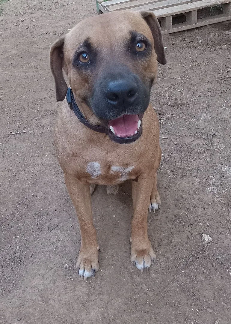 An adult large-sized male Red / Chestnut / Orange Mixed Breed dog named Clifford for adoption in Guayama, PR
