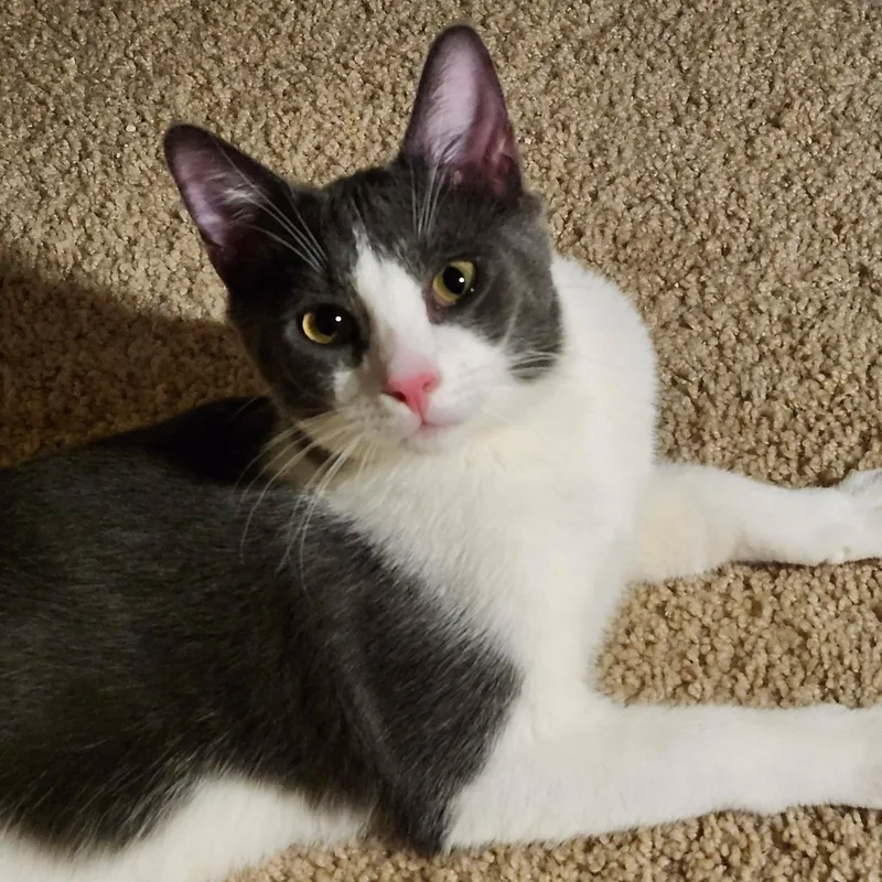 A baby medium-sized male Domestic Short Hair cat named Teddy  Happy  for adoption in Bristow, VA