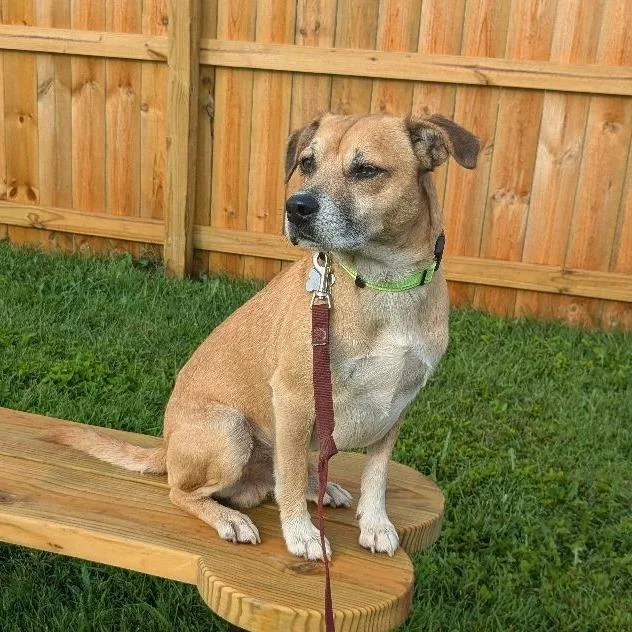 A senior medium-sized male Brown / Chocolate Border Terrier dog named Milano for adoption in La Grange, KY