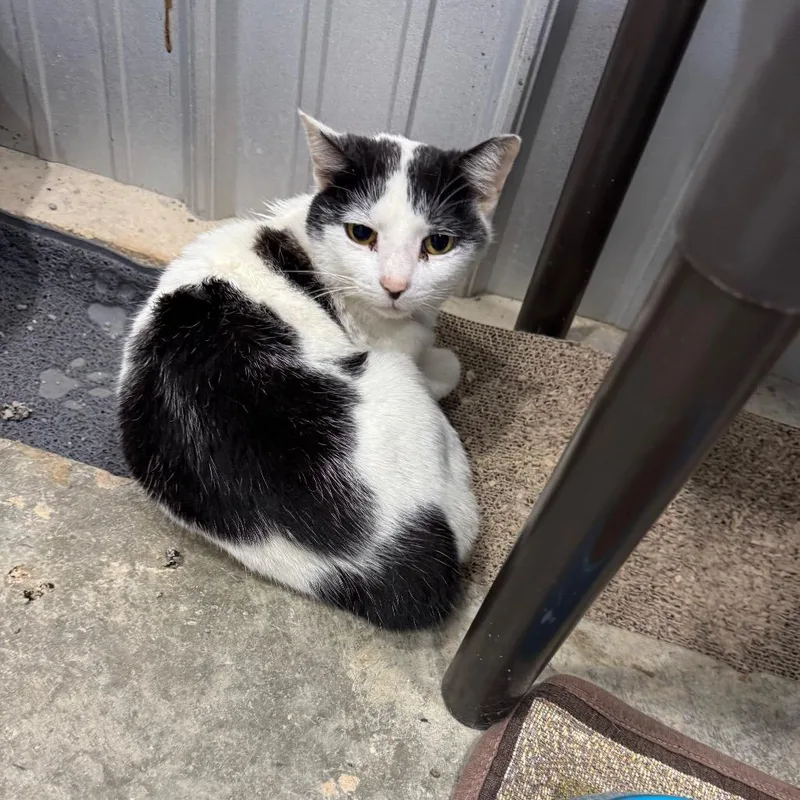 A young medium-sized female White Domestic Short Hair cat named Olivia for adoption in Morrisville, VT