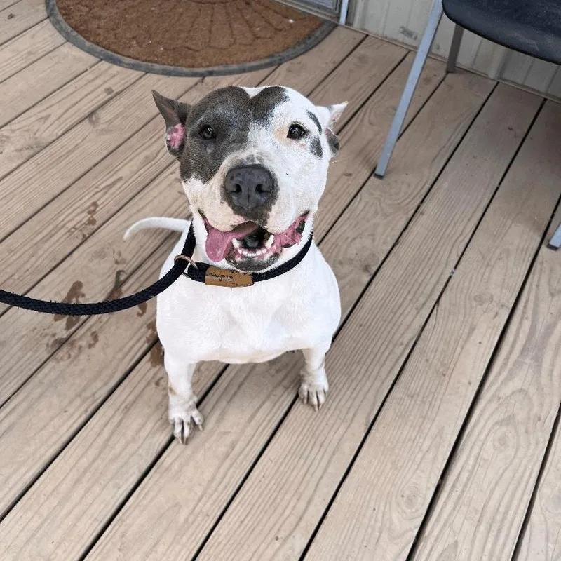 An adult medium-sized female White / Cream Bull Terrier dog named Mona for adoption in Willis, TX