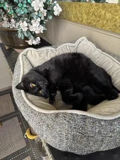 An adult medium-sized male Black Domestic Medium Hair cat named PARKER  Adult floofy for adoption in Hillsboro, OR