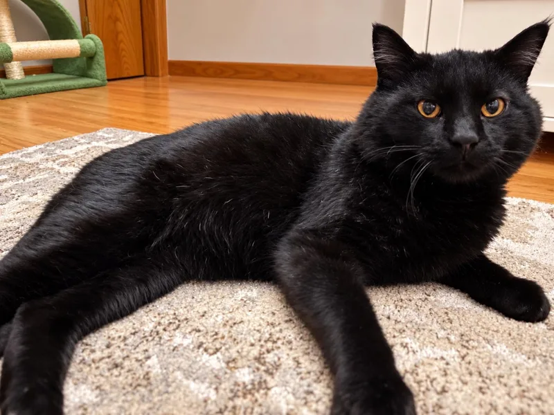 PARKER  Adult floofy thumbnail 2