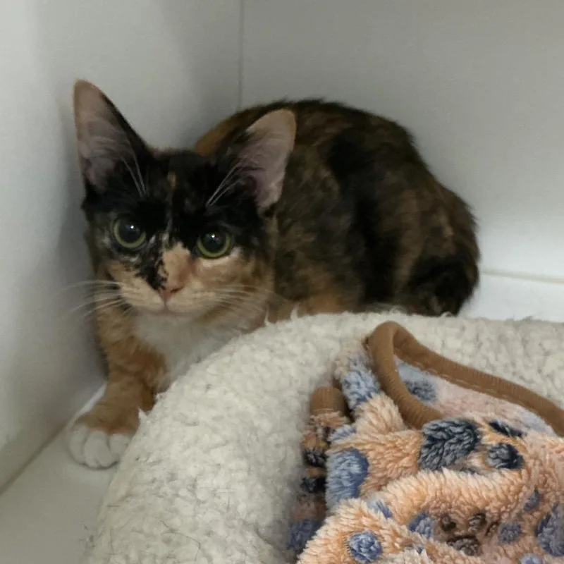A young small-sized female Torbie Domestic Short Hair cat named Felicity for adoption in Elizabeth City, NC