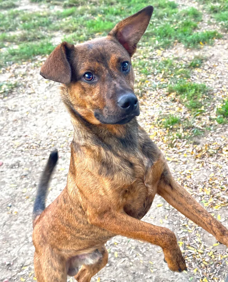 A baby medium-sized male Dutch Shepherd dog named Home Run for adoption in Anderson, IN