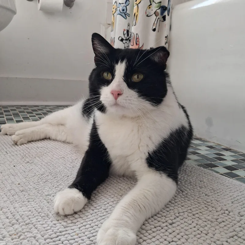 An adult large-sized male Domestic Short Hair cat named Trooper for adoption in Pittsburgh, PA
