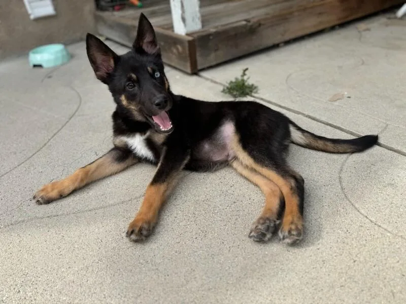 A baby medium-sized male Black German Shepherd Dog dog named Chevy for adoption in Van Nuys, CA