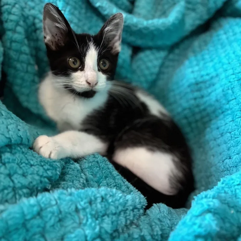 A baby small-sized male Black Domestic Short Hair cat named Hank for adoption in Wichita, KS