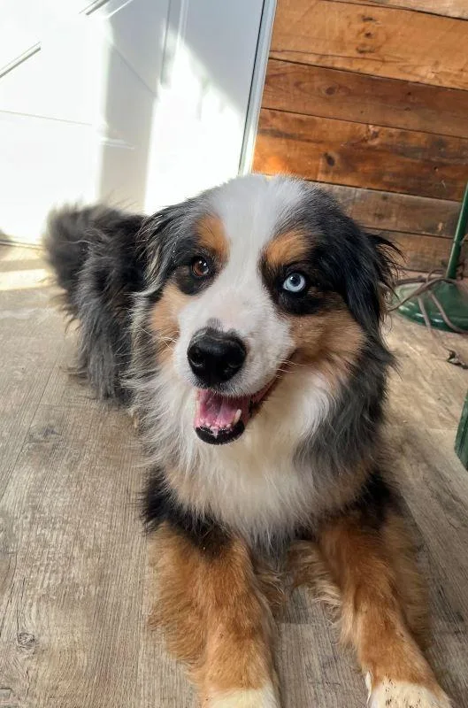 An adult medium-sized male Bicolor Australian Shepherd dog named Wyatt for adoption in Genoa, IL