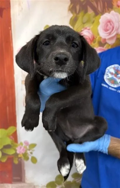 A baby small-sized female Labrador Retriever dog named Rama for adoption in San Bernardino, CA