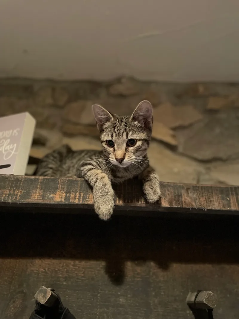 A young medium-sized male Tabby (Tiger Striped) American Shorthair cat named B Dub for adoption in Waveland, IN