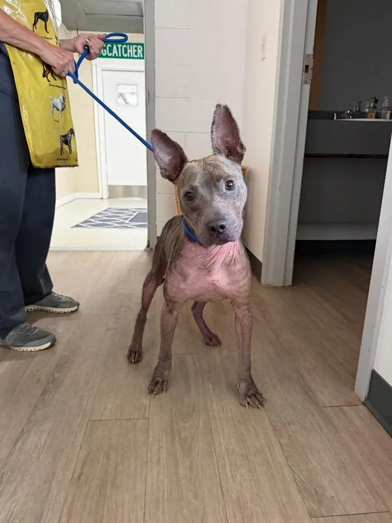 An adult large-sized male Pit Bull Terrier dog named Dumbo for adoption in Metter, GA