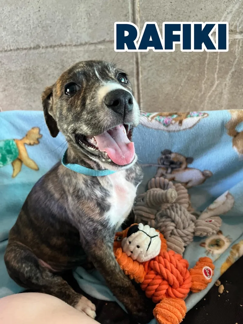 A baby medium-sized male Brindle American Staffordshire Terrier dog named Rafiki for adoption in Hampton, VA