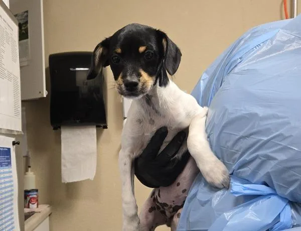 A baby small-sized male Parson Russell Terrier dog named Land for adoption in Oceanside, CA