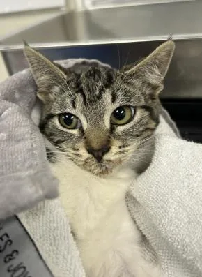 A young small-sized female Domestic Short Hair cat named Frog for adoption in Roseville, CA