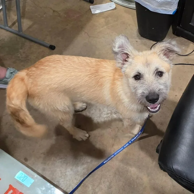 A young medium-sized female Yellow / Tan / Blond / Fawn Terrier dog named Riley for adoption in Amarillo, TX