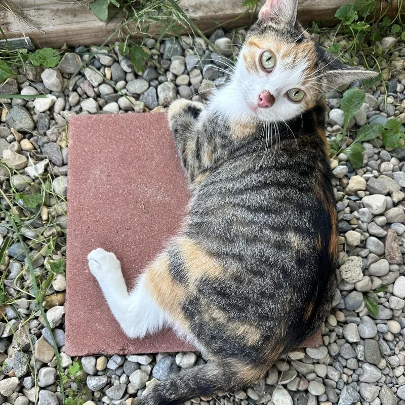 An adult medium-sized female Calico Domestic Short Hair cat named Gemma for adoption in Springfield, OH