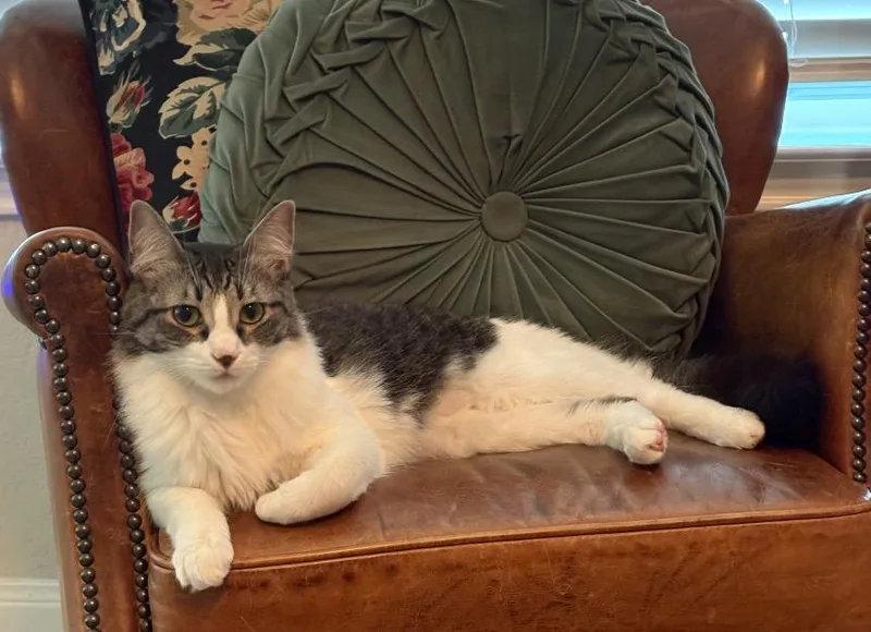 A young medium-sized female Tabby cat named Maris for adoption in San Antonio, TX
