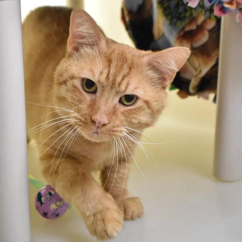 An adult large-sized male Orange / Red Domestic Short Hair cat named Grant for adoption in Harrisonburg, VA