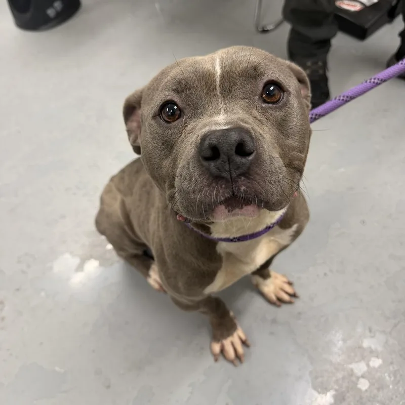 A baby medium-sized female Gray / Blue / Silver Pit Bull Terrier dog named Aviora for adoption in Northbrook, IL