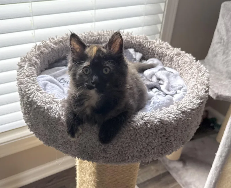 A baby medium-sized female Tortoiseshell Domestic Long Hair cat named Calysta for adoption in Plainfield, IL
