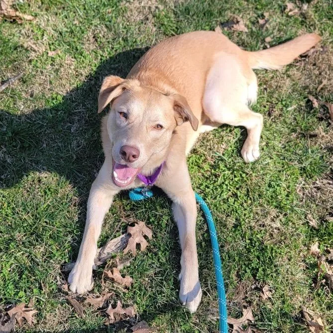 Twizzler thumbnail 2