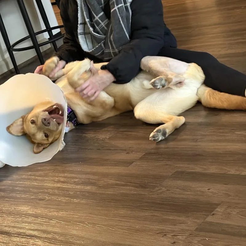 Twizzler thumbnail 3