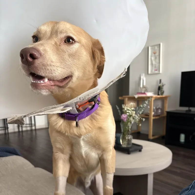 Twizzler thumbnail 4