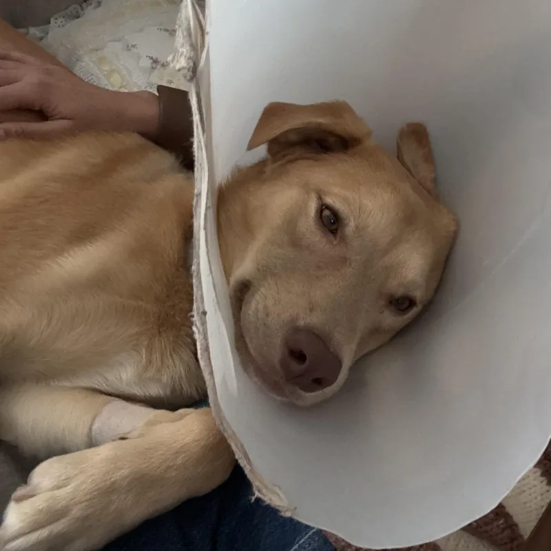 Twizzler thumbnail 5