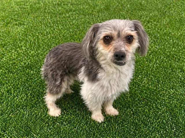 A young small-sized male Terrier dog named Duffy for adoption in Lancaster, CA