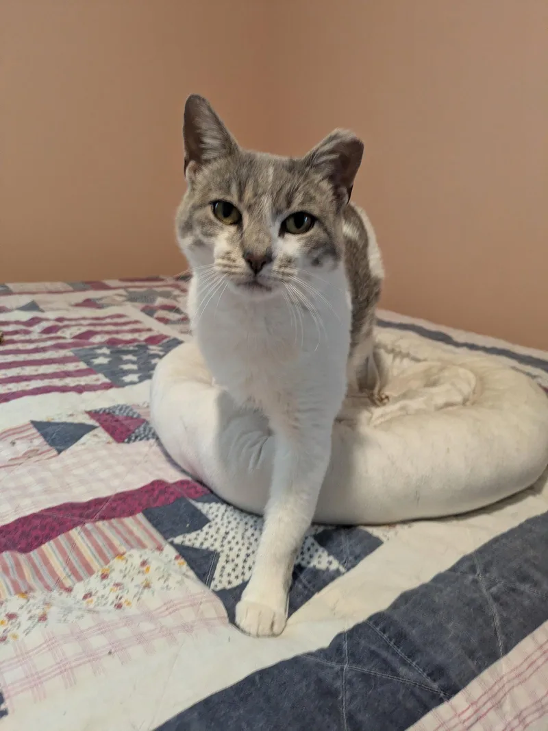 A young medium-sized female Gray & White Domestic Short Hair cat named Penny for adoption in Stewartsville, NJ