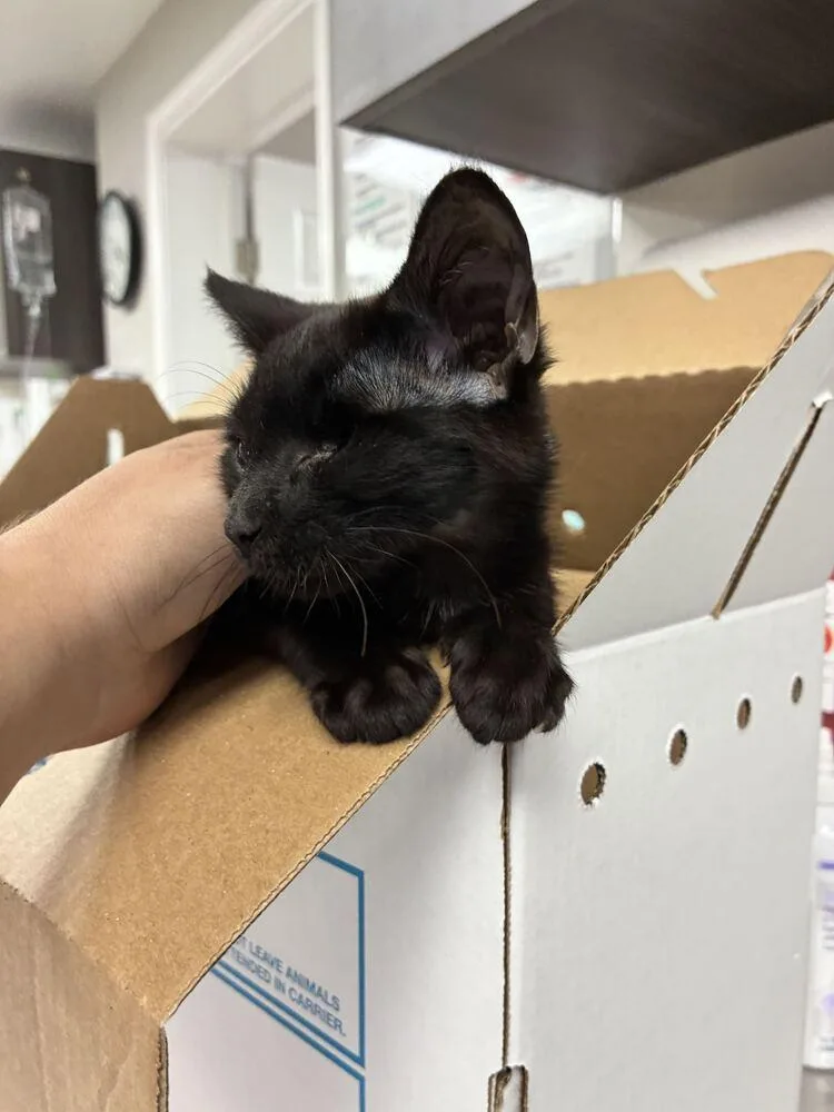A baby small-sized female Black Domestic Short Hair cat named Amulet for adoption in Marietta, GA