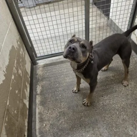 A young large-sized male Pit Bull Terrier dog named Achilles for adoption in Los Angeles, CA