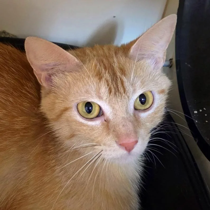 A young medium-sized female Orange / Red Domestic Short Hair cat named Britney for adoption in South Elgin, IL