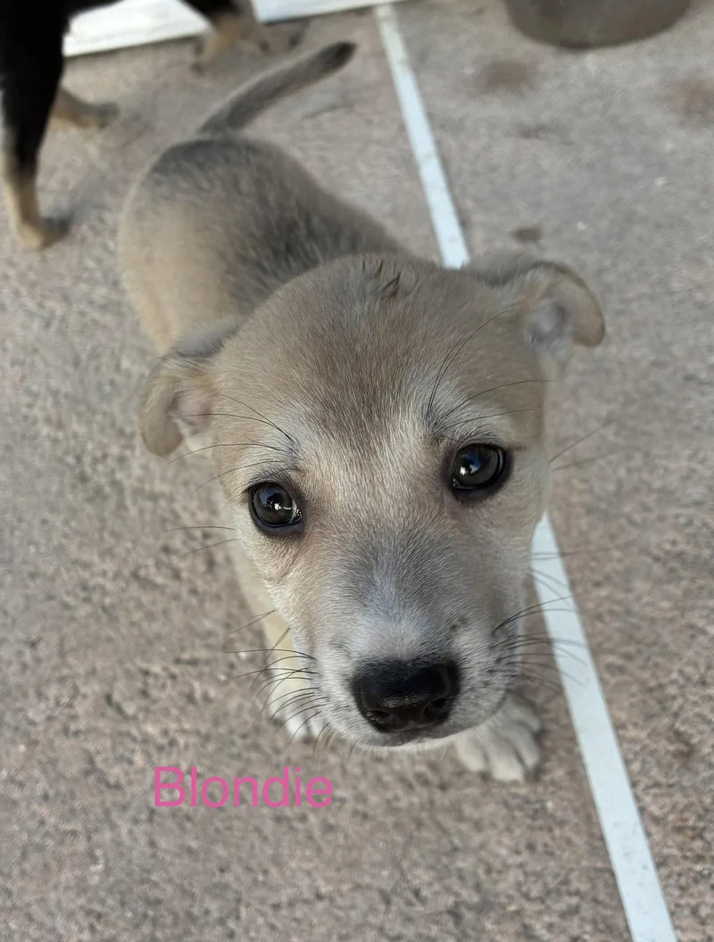 A baby medium-sized female Terrier dog named Blondie for adoption in Royal Palm Beach, FL