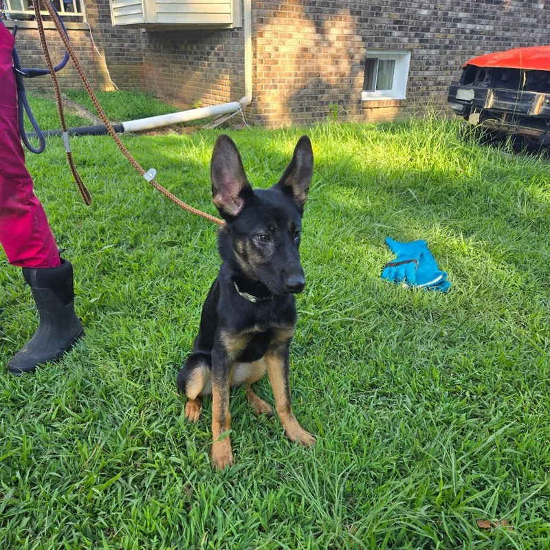 A young small-sized female Black German Shepherd Dog dog named Roxy for adoption in Centerville, TN
